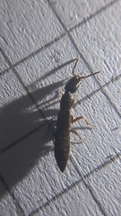 Xantholinus