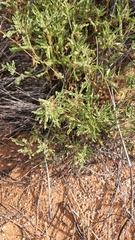 Chamaesaracha sordida