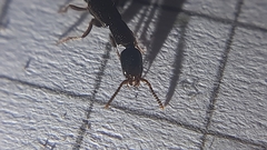 Xantholinus