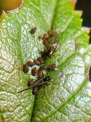 Aphididae
