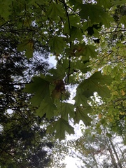Acer floridanum
