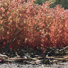 Sedum smallii