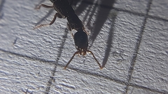 Xantholinus