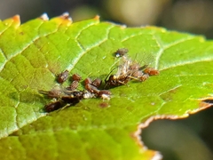Aphididae