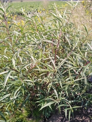 Barkleyanthus salicifolius