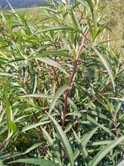 Barkleyanthus salicifolius