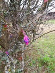 Tillandsia aeranthos