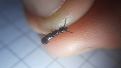 Xantholinus