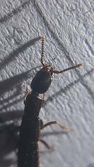 Xantholinus
