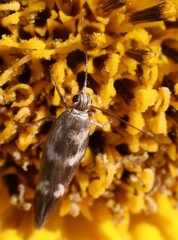 Scythris trivinctella