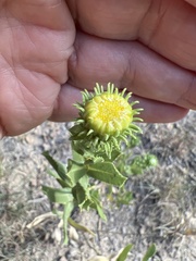 Grindelia nuda