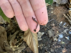 Lumbricus