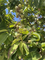 Angiospermae