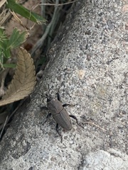 Sphenophorus coesifrons