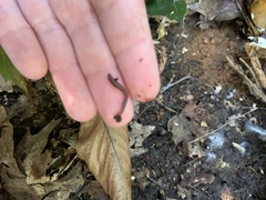 Lumbricus