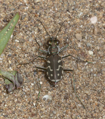 Cicindela