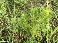 Eupatorium compositifolium