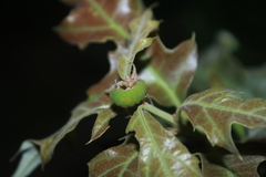 Satyrium edwardsii