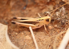 Froggattina australis