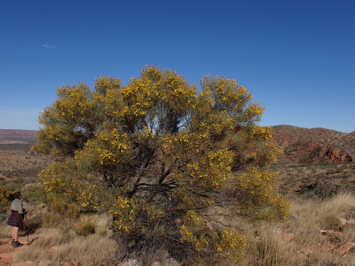 Image of Acacia macdonnellensis by (c) Nina Kerr, some rights reserved (CC BY)
