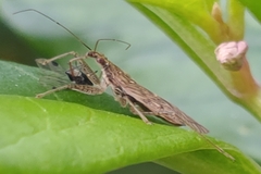 Nabis roseipennis