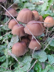 Coprinellus micaceus