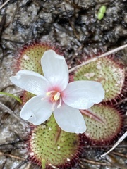 Drosera tubaestylis
