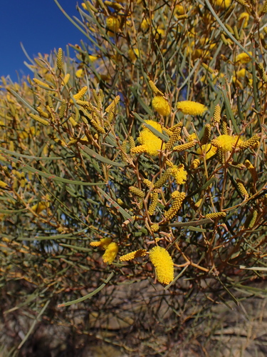 Image of Acacia macdonnellensis by (c) Nina Kerr, some rights reserved (CC BY)