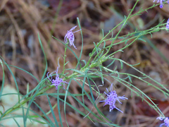 Liatrinae