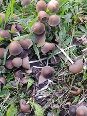Coprinellus micaceus