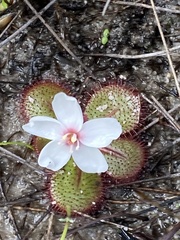 Drosera tubaestylis