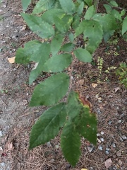Ulmus alata