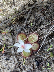 Drosera tubaestylis