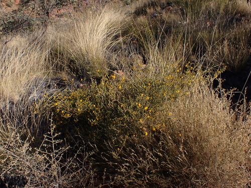 Chippendale's wattle (Acacia chippendalei)