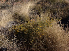 Chippendale's Wattle (Acacia chippendalei)