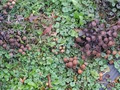 Coprinellus micaceus