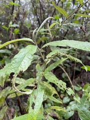 Olearia argophylla