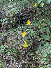Helianthus angustifolius