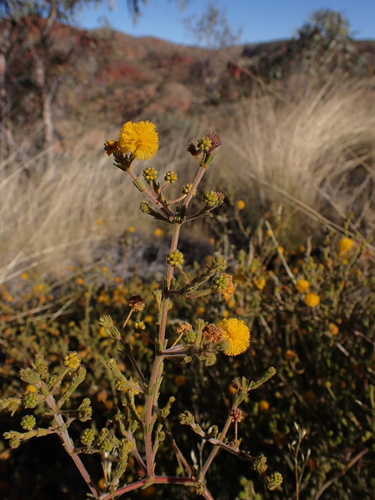 Image of Acacia chippendalei by (c) Nina Kerr, some rights reserved (CC BY)