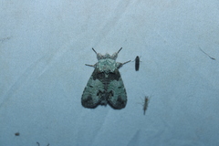 Macrurocampa marthesia