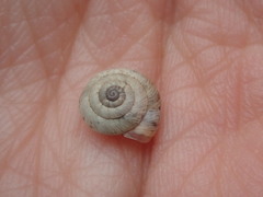 Xeroplexa intersecta