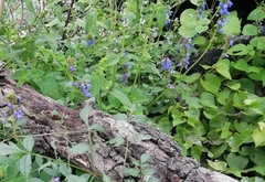 Salvia verecunda