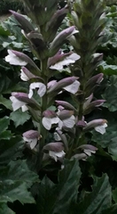 Acanthus