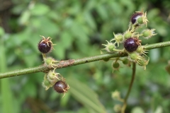 Miconia crenata