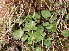 Hydrocotyle laxiflora