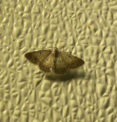 Herpetogramma bipunctalis