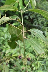 Miconia crenata
