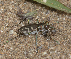 Cicindela