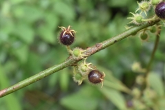 Miconia crenata