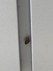 Dendrocoris humeralis